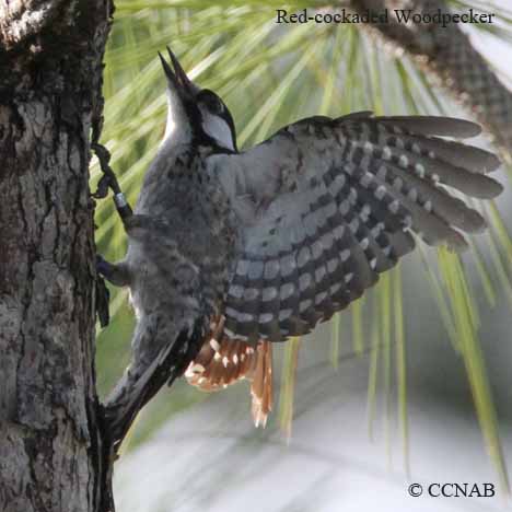 Red-cockaded Woodpecker