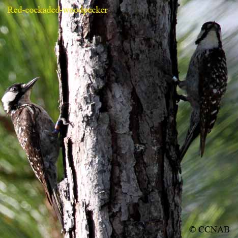 Red-cockaded Woodpecker