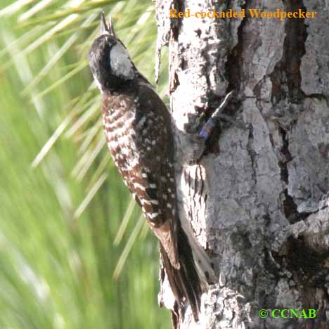 Red-cockaded Woodpecker