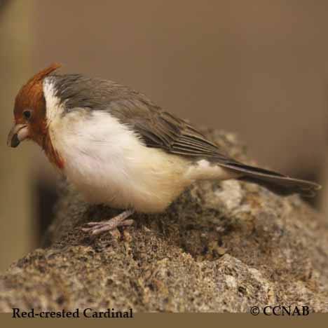 Birds of North America