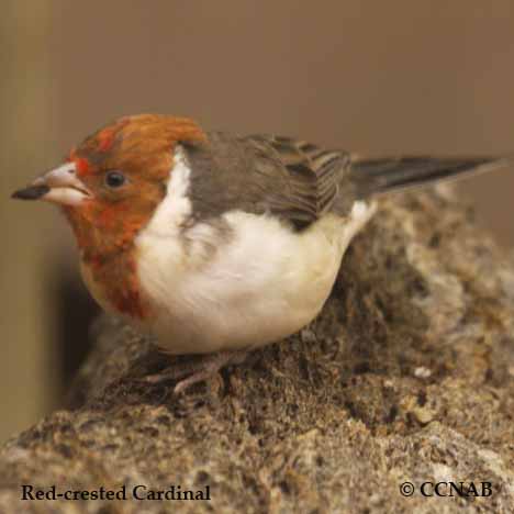 Red-crested Cardinal