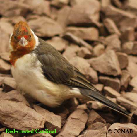 Red-crested Cardinal