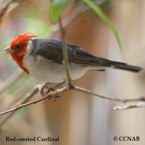 Red-crested Cardinal