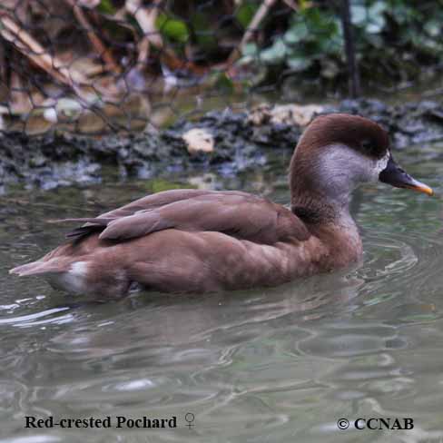 Red-crested Pochard