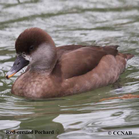 Red-crested Pochard