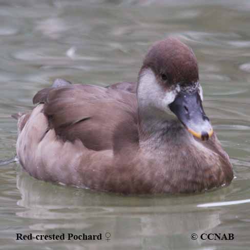 Red-crested Pochard