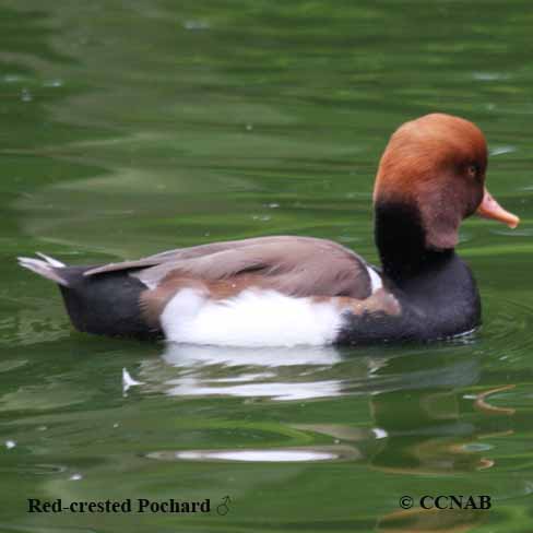 Red-crested Pochard