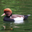 Red-crested Pochard