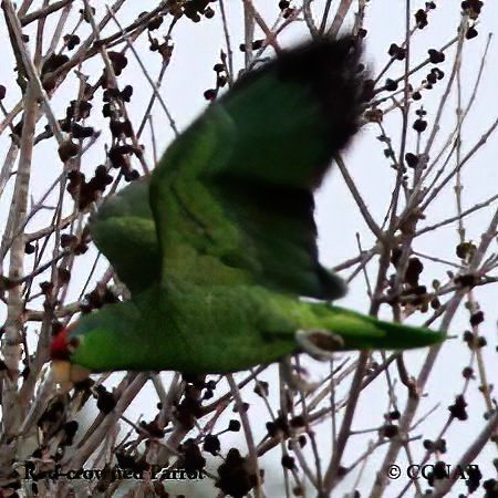 Red-crowned Parrot