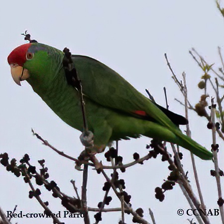 Red-crowned Parrot