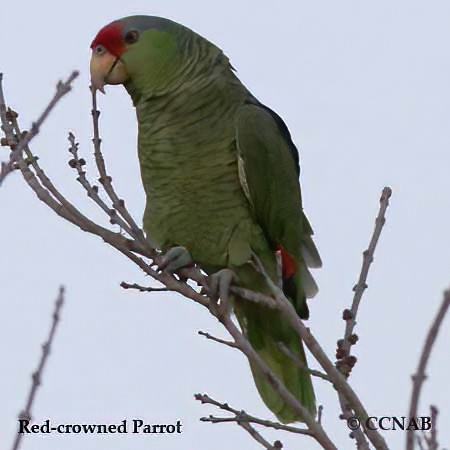 Red-crowned Parrot