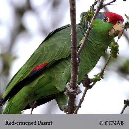 Red-crowned Parrot