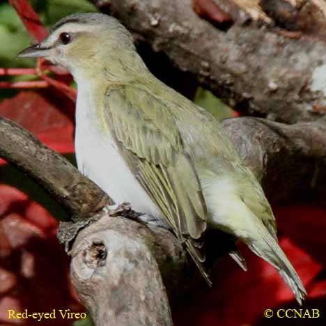 Red-eyed Vireo