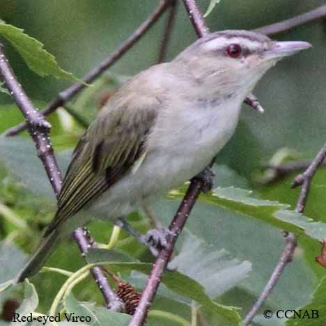 Red-eyed Vireo