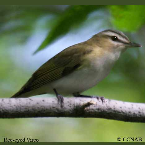 Red-eyed Vireo