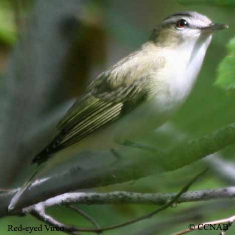 Red-eyed Vireo