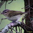 Red-eyed Vireo songs and calls