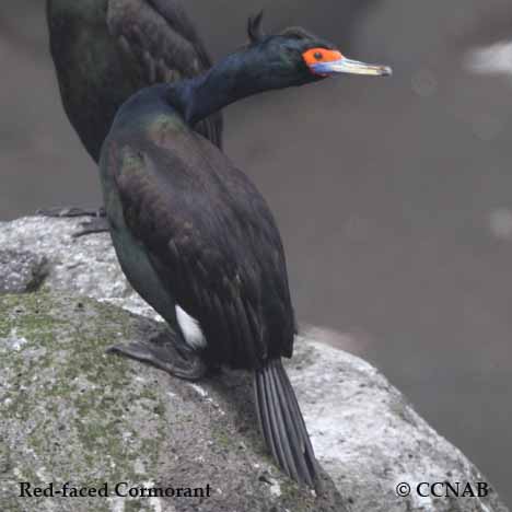 Red-faced Cormorant