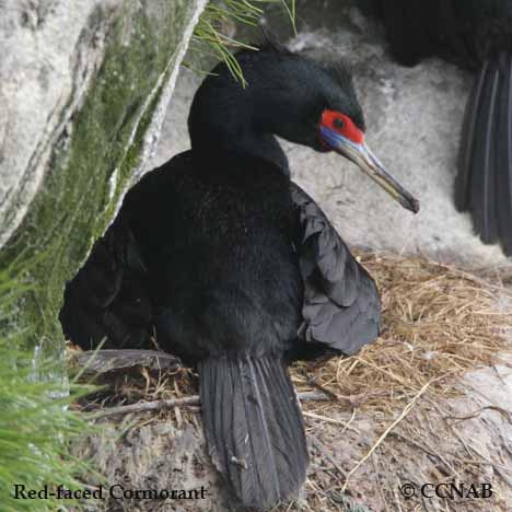 Red-faced Cormorant