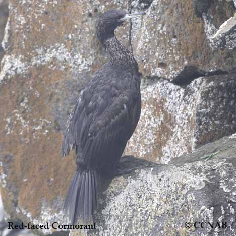 Red-faced Cormorant