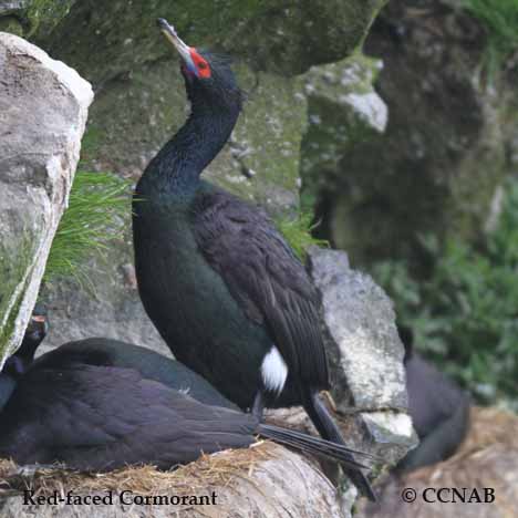 Red-faced Cormorant