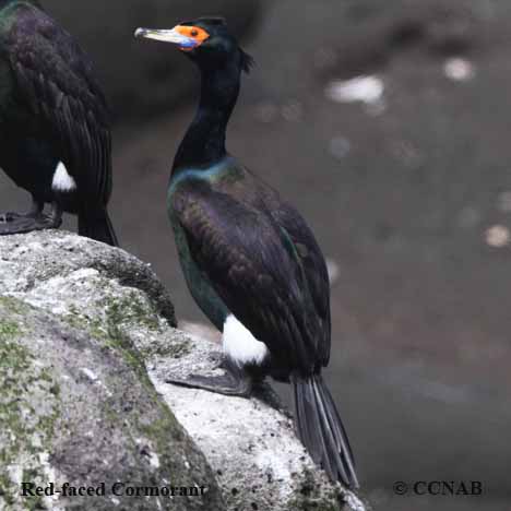 Birds of North America