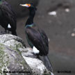 Red-faced Cormorant