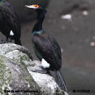 Red-faced Cormorant range map