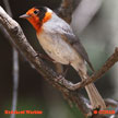 Red-faced Warbler range map