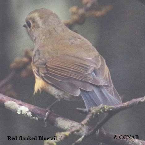 Red-flanked Bluetail (Tarsiger cyanurus) - BirdID's Bird Guide