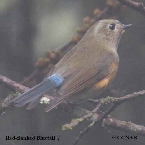 Brown and blue bird, female Red-flanked Bluetail (Tarsiger