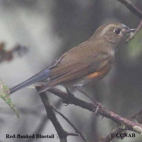 Red-flanked Bluetail - Tarsiger cyanurus - Species Information and