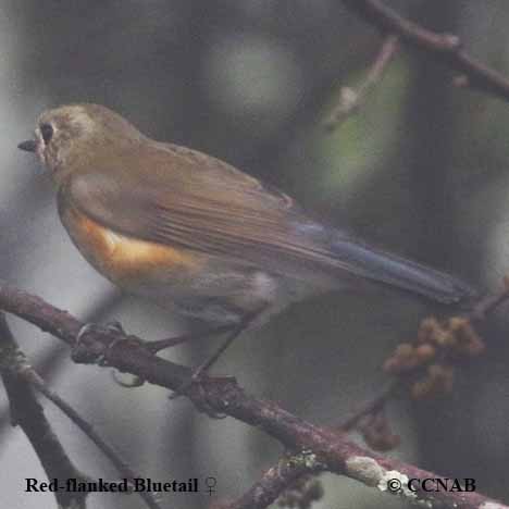 Red-flanked Bluetail