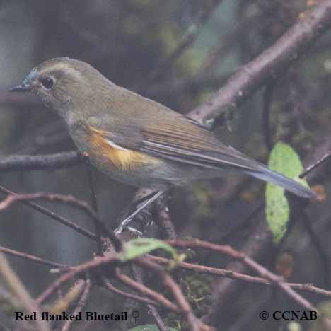 Red-flanked Bluetail - Species Range Map