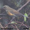 Red-flanked Bluetail range map