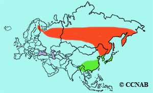 Red-flanked Bluetail range map