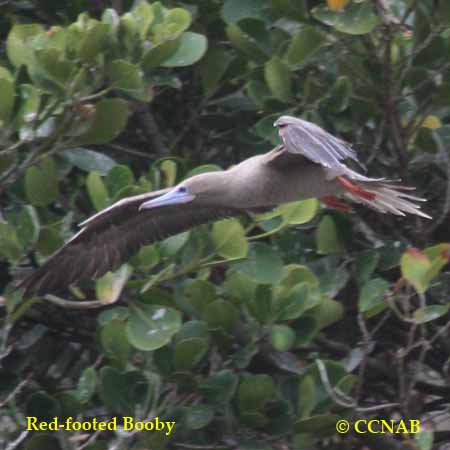 Red-footed Booby