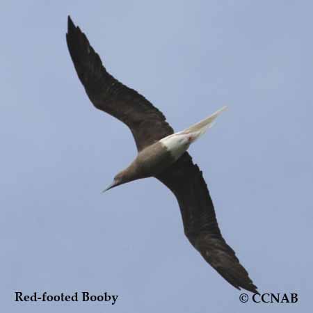 Red-footed Booby