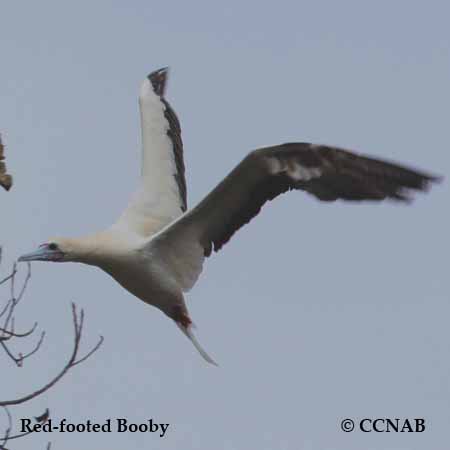 Red-footed Booby