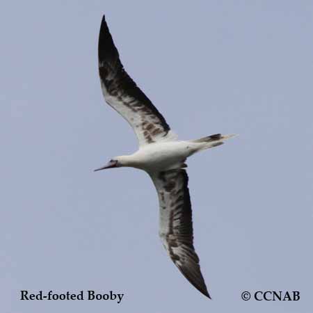 Red-footed Booby