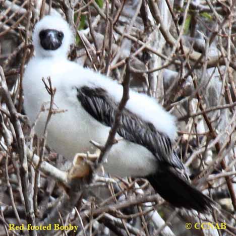 Red-footed Booby