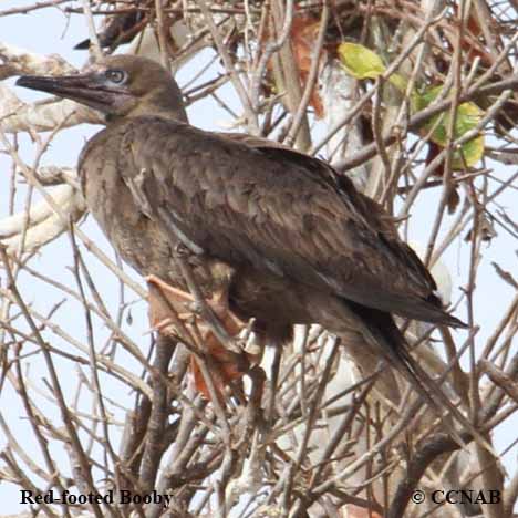 Red-footed Booby