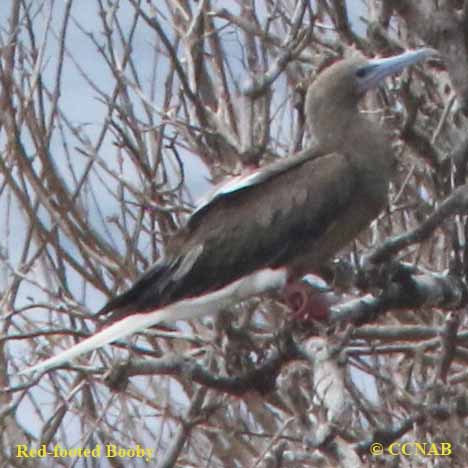 Red-footed Booby