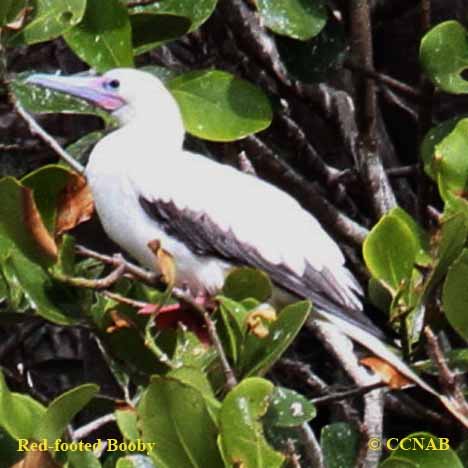 Red-footed Booby  Audubon Field Guide