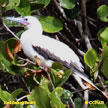 Red-footed Booby range map