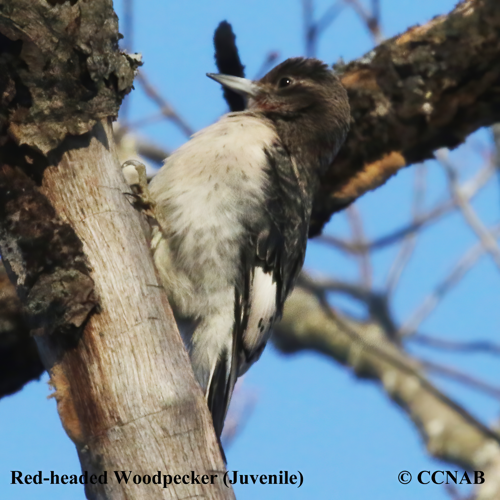 Red-headed Woodpecker