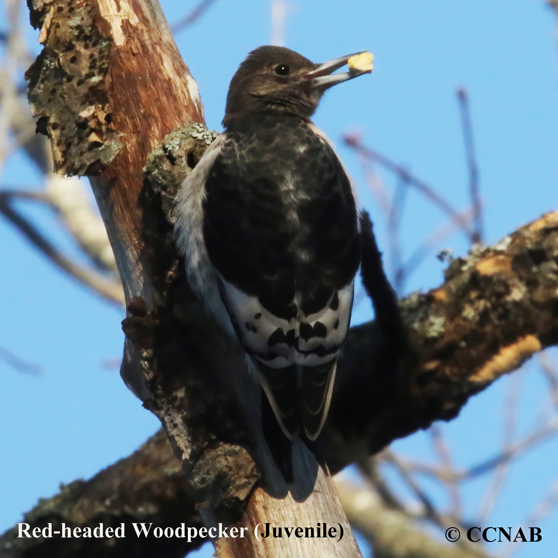 Red-headed Woodpecker