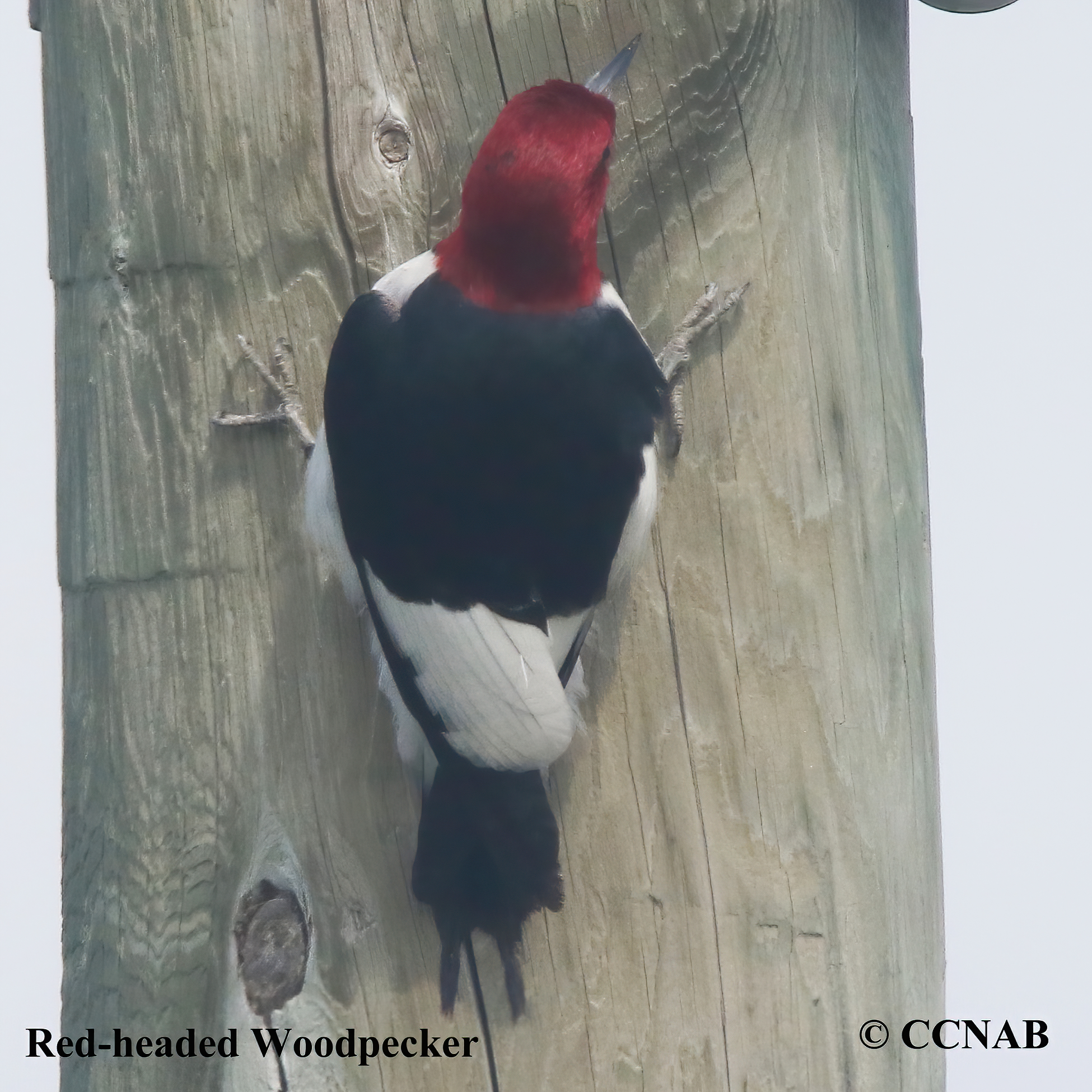 Red-headed Woodpecker