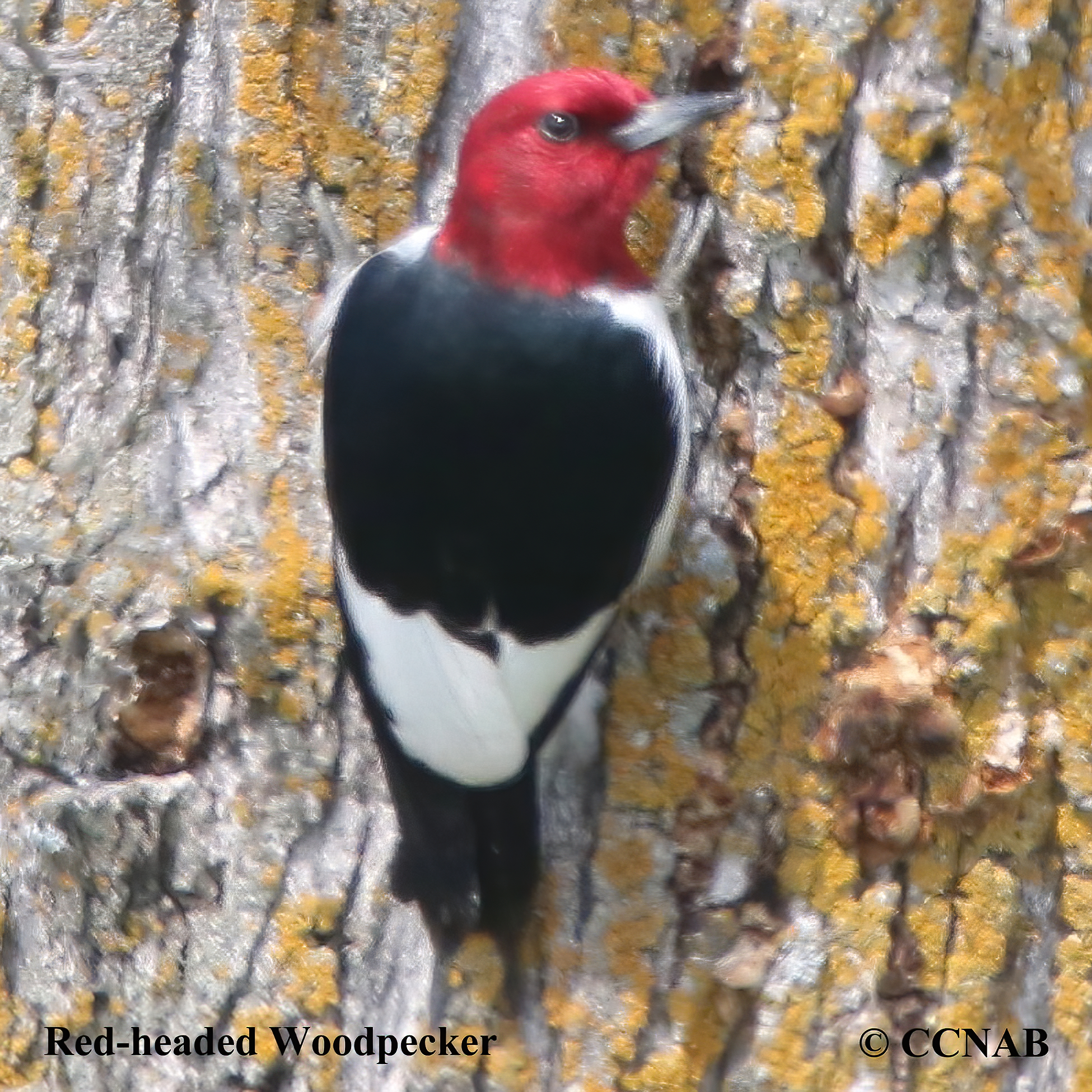 Red-headed Woodpecker