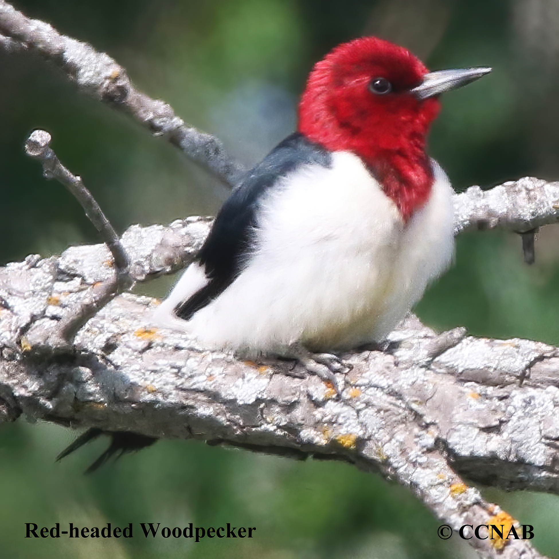 Red-headed Woodpecker